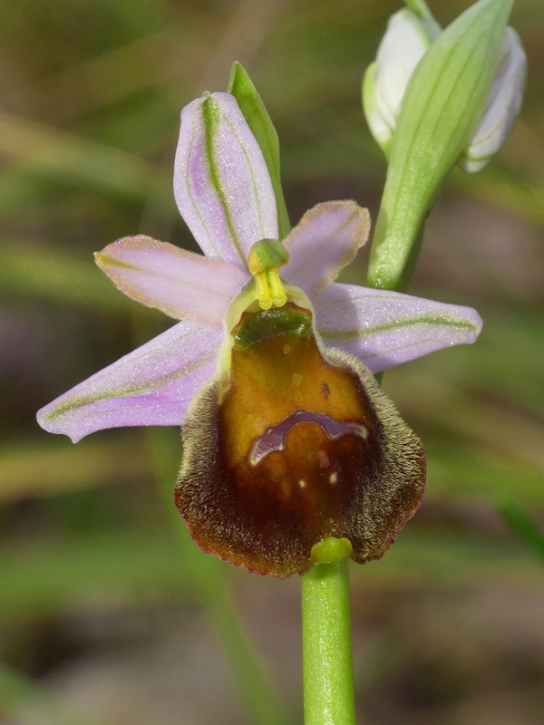 Ophrys crabronifera e la sua variabilit in alcune zone di Lazio e Abruzzo primavera 2018